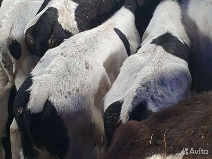 Бычки от 1 месяца