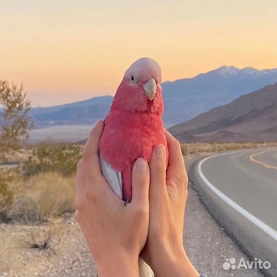 Передержка животных, выгул собак, зооняня