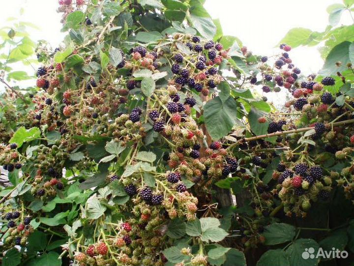 Ежевика Агавам саженцы