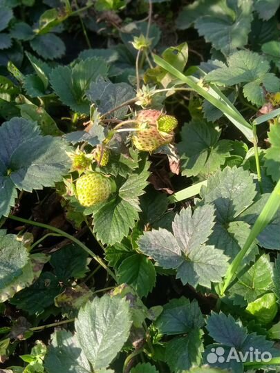 Клубника ремонтантная