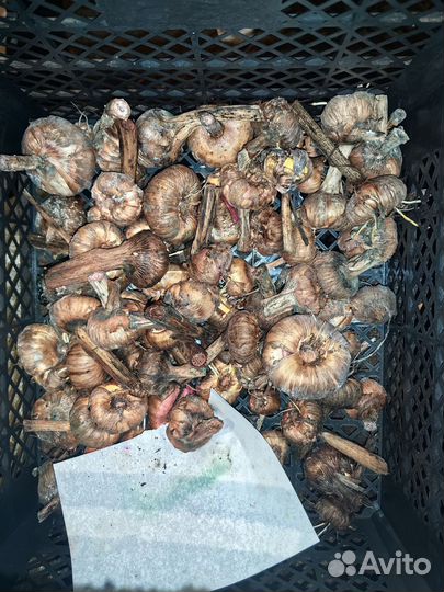 Гладиолусы луковицы