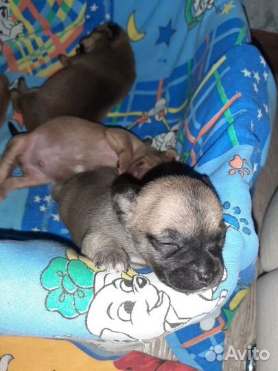 Той-терьер щенки