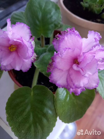 Цветущие фиалки