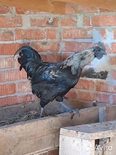 Петух лакеданзи и ухейилюй