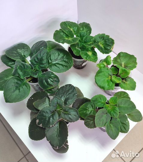 Фиалки детки