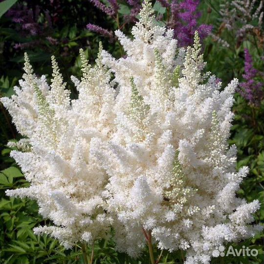 Садовые цветы, многолетники