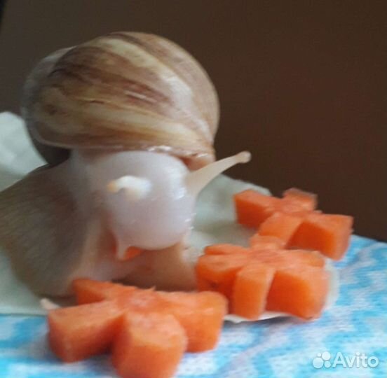 Улитка фулика