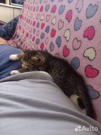 Отдам котёнка в добрые руки