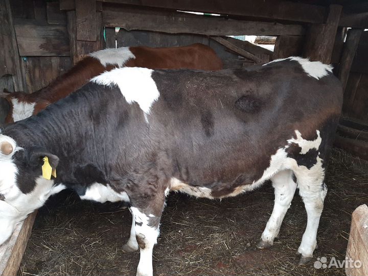 Тёлочка и 3 хряка