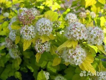 Пузыреплодник