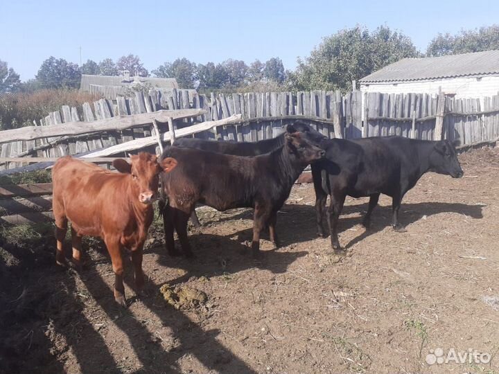 Коровы и телочки