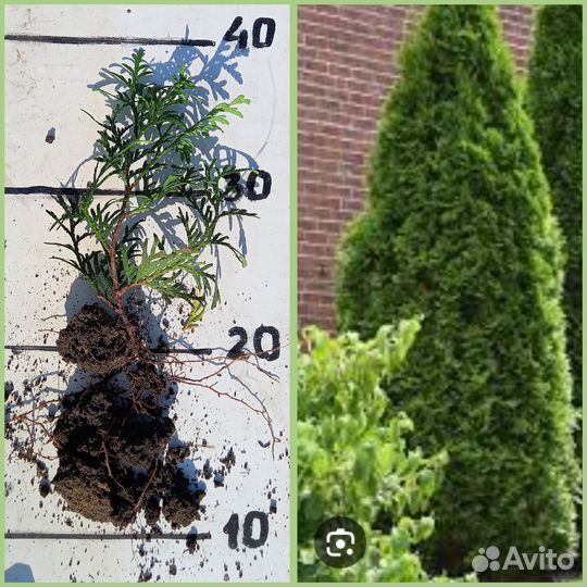 Саженцы хвойных растений