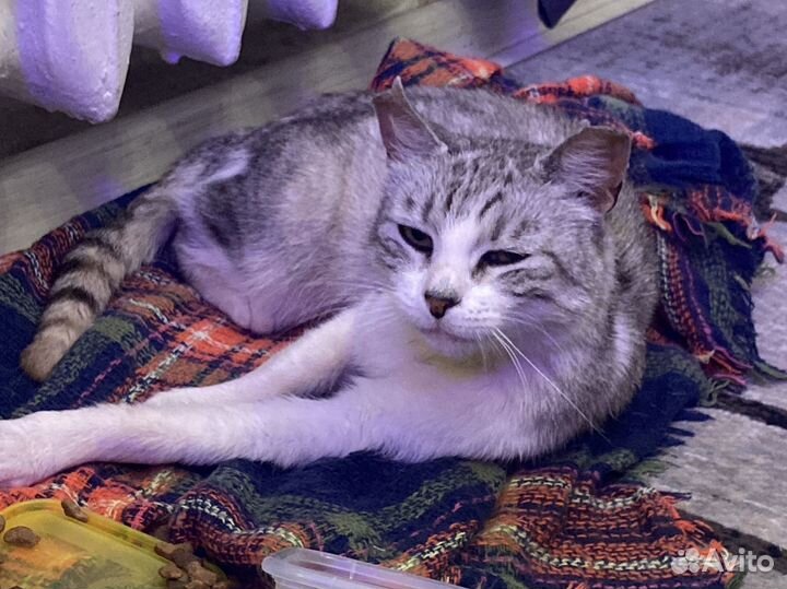 Пристраиваю кошку
