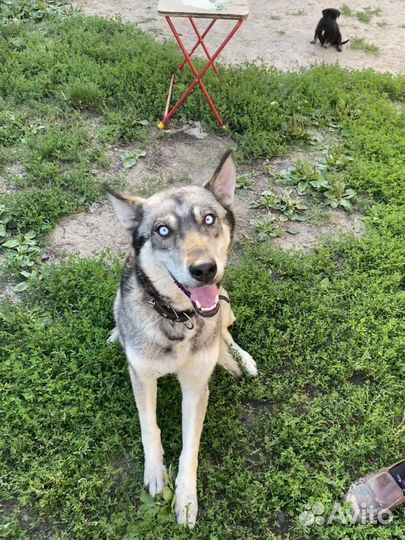 Щенки в хорошие руки