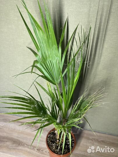 Washingtonia нидчатая