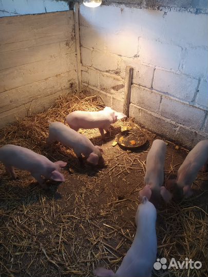 Поросята 1 месяц