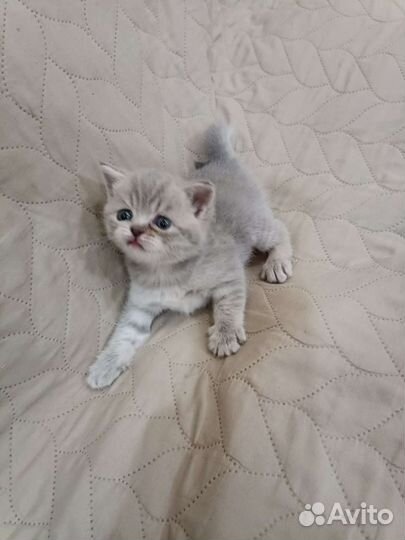 Шотландские котята девочки