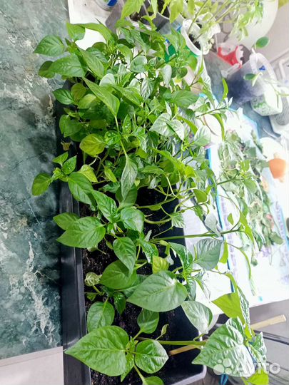 Рассада перцев