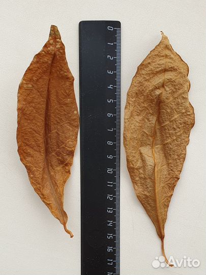 Листья миндаля (Terminalia) для аквариума