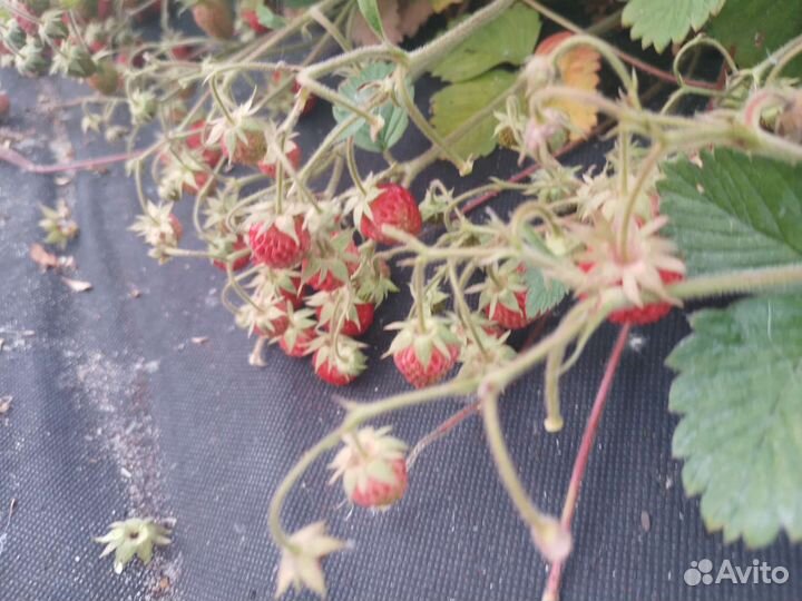 Земклуника Пенелопа