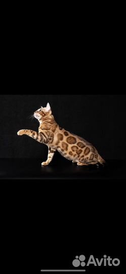 Бенгальский кот