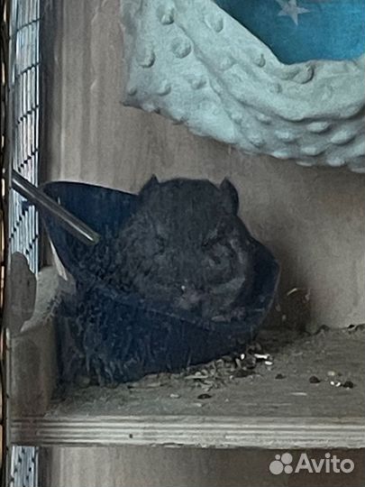 Шиншилла