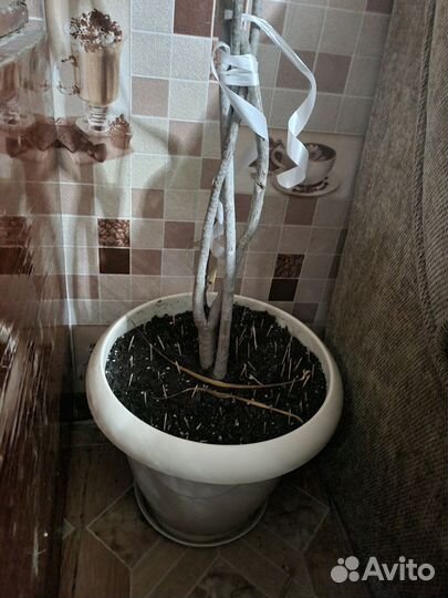 Пальма драцена