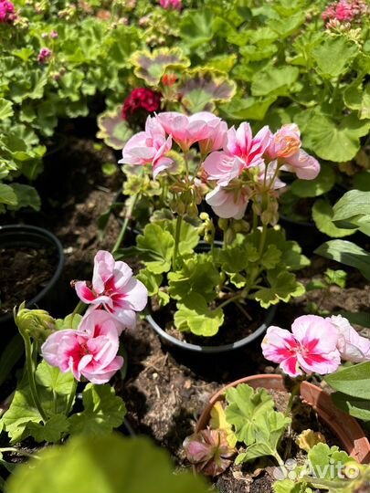 Пеларгонии сортовые