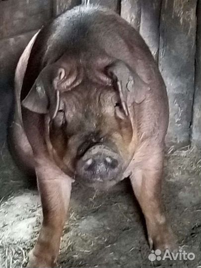 Поросята - дюрок, ландрас чистопородные на племя