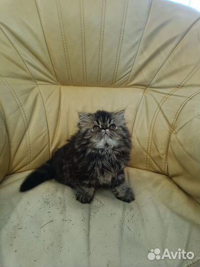 Персидские котята
