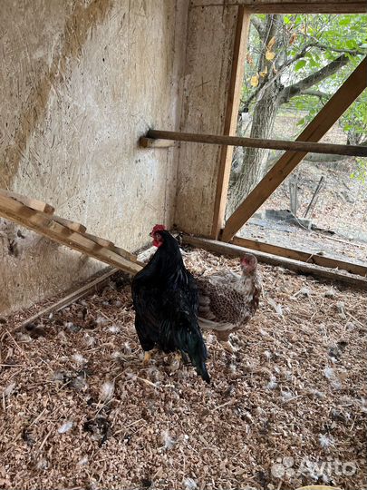 Куры корниш