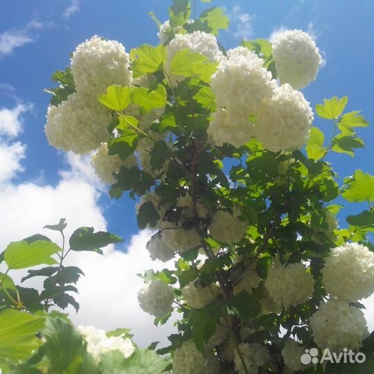 Многолетники Саратов