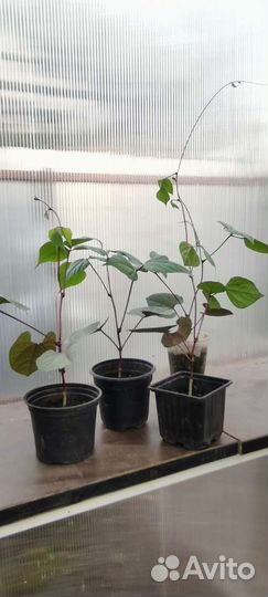 Фасоль декоративная