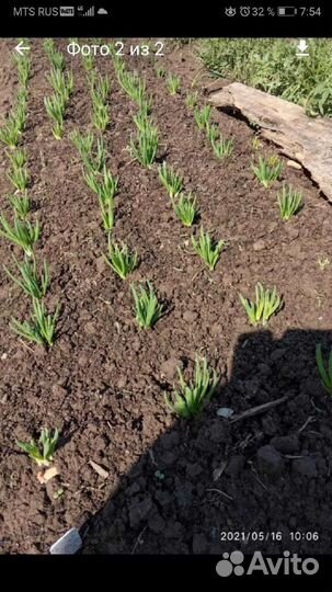 Лук семейка. Смесь. Севок.На посадку осенью