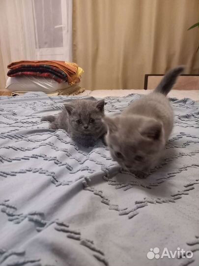 Британская кошка