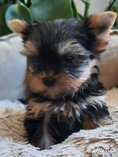 Йорки мини бэби фэйс