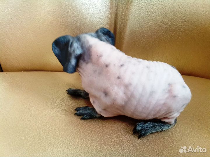 Морская свинка скинни самец далматин