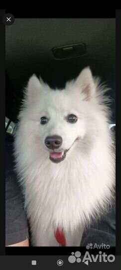 Японский шпиц мальчик красавчик