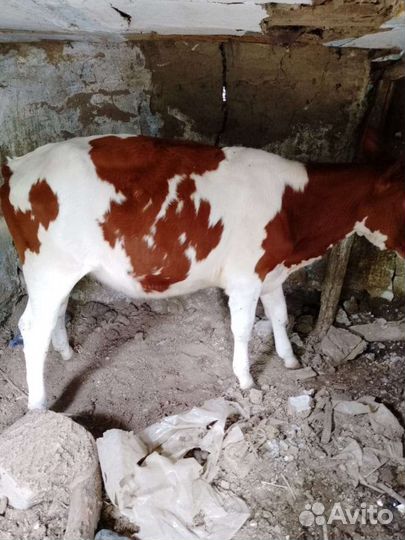 Продаю 4 тëлки