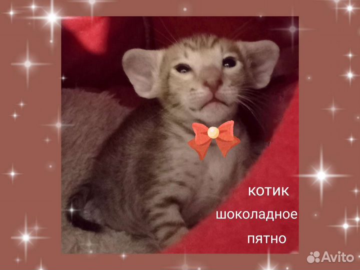 Ориентальные котята