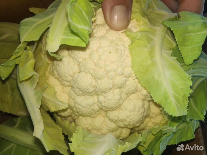 Цветная капуста