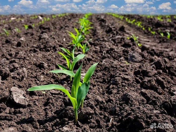 Грунт плодородная земля