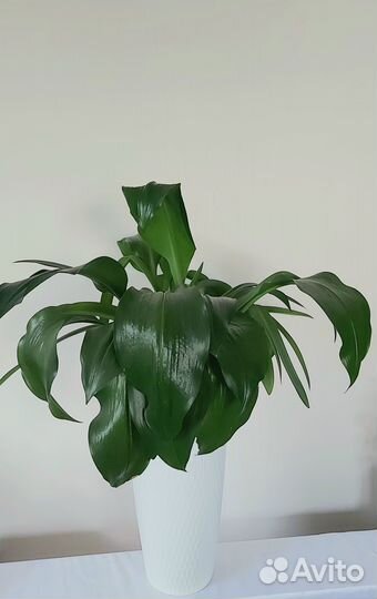 Фикус Гиппеаструм Циперус Пеперомия Растения комна