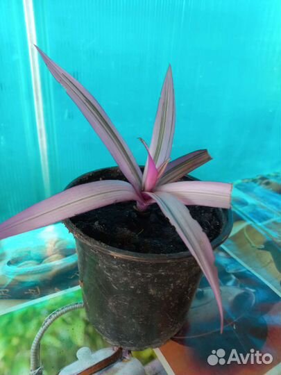 Хлорофитум