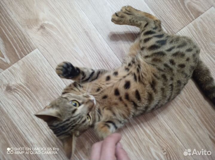 Бенгальская кошка