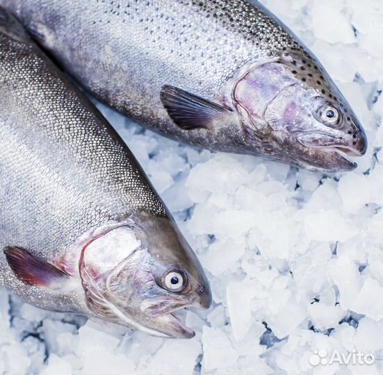 Форель карельская охлажденная 3кг