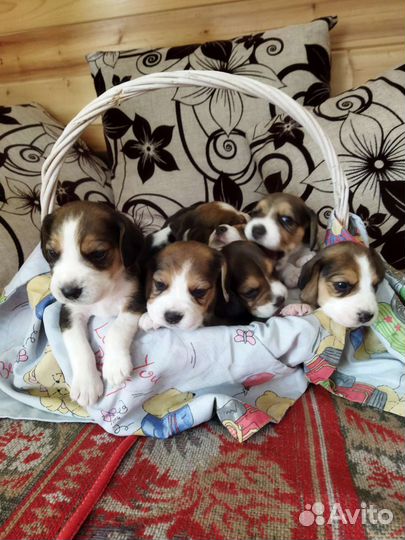 Щенки бигль