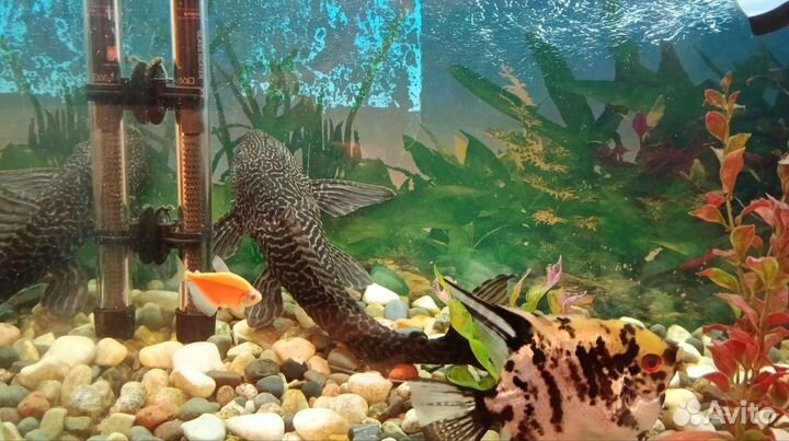 Аквариум с рыбками