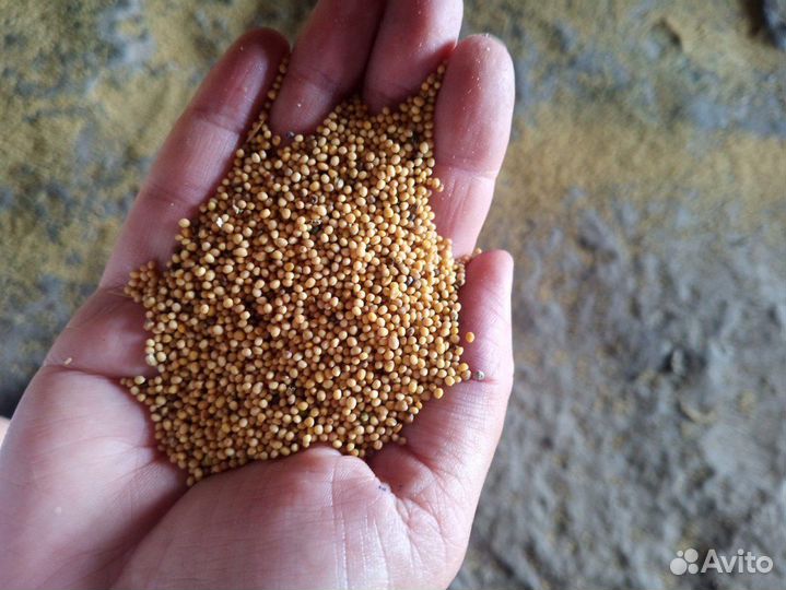 Горчица жёлтая гост