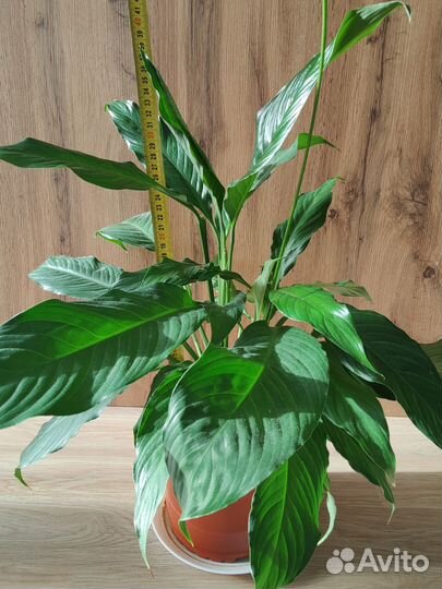 Спатифиллум